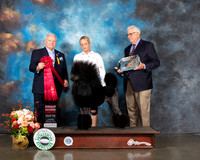 Poodle Std #34 Thurs G2 Judge Dennis McCoy
