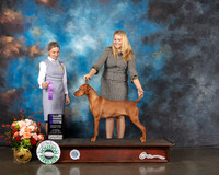 Vizsla #18 Thur WB Judge Evalyn Gregory
