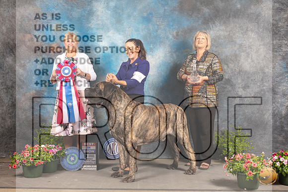 Mastiff #9 Sun BIS Judge Debra Thornton_MJ_1762_SA_2022_HR3