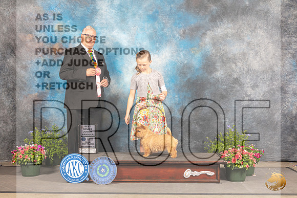Norwich Terrier #6 Fri NovJr1 Judge John Booth_MJ_0008_SA_2022_HR3