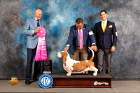 Basset Hound #7 WED BIS OH Judge Richard Nance