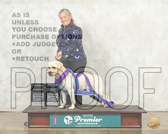 Labrador Retriever #216 Sun RCh Judge Jeanne Heger__MJ_9446_Premier_2022_HR3