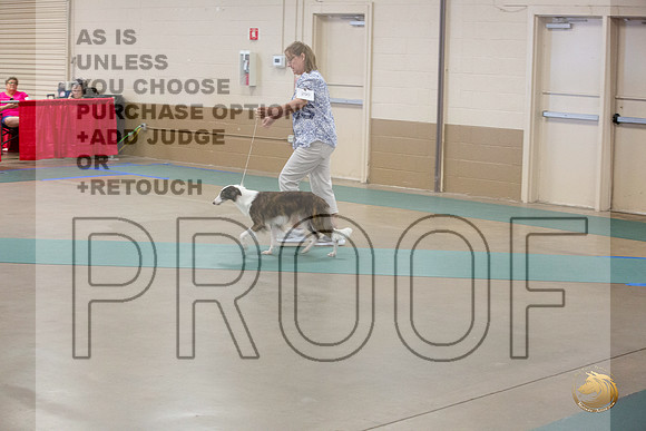 Silken Windhound #290 Ringside Sat_JJL_3809_LongviewTX_2024_HR3