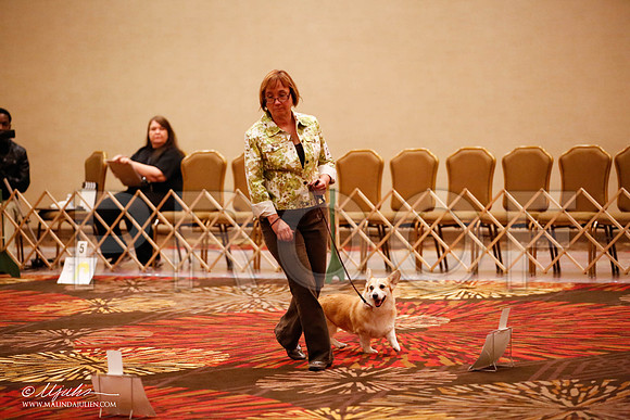 _JJ_7957-HstnCorgiFeb2015-HR3