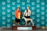 Whippet #578 Sat G4 Judge Sharon Griffin