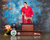 American Hairless Terrier #14 Fri BOB BOW Major Judge Randy Garren