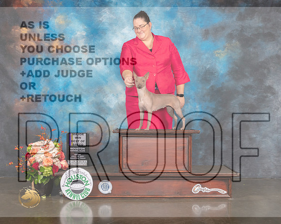 American Hairless Terrier #14 Fri BOB BOW Major Judge Randy Garren-MMJ_0104-HOUSTON21-HR3