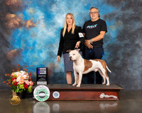 American Staffordshire Terrier #5 Fri WD Judge Randy Garren