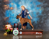 Boxer #31 Fri Open 2nd Judge Sherry Webster