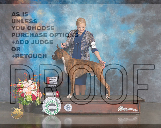 Boxer #31 Fri Open 2nd Judge Sherry Webster-MMJ_0050-HOUSTON21-HR3