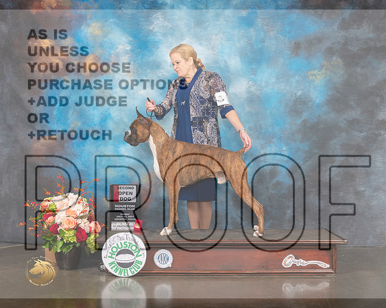 Boxer #31 Fri Open 2nd Judge Sherry Webster-MMJ_0054-HOUSTON21-HR3