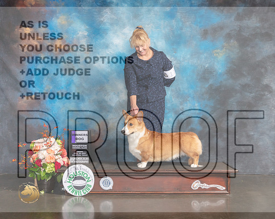Cardigan Welsh Corgi #11 Fri WD Judge LInda Scanlon-MMJ_0092-HOUSTON21-HR3