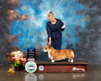 Cardigan Welsh Corgi #20 Fri BOW Judge Linda Scanlon