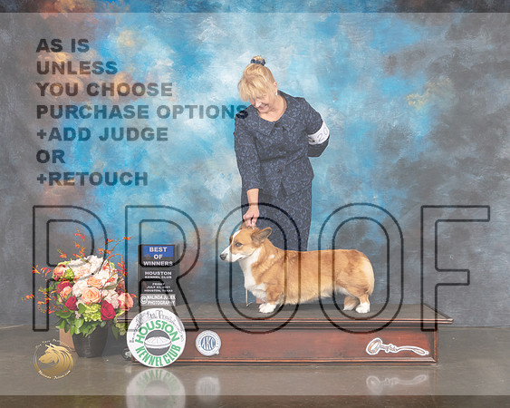 Cardigan Welsh Corgi #20 Fri BOW Judge Linda Scanlon-MMJ_0076-HOUSTON21-HR3