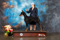 Doberman Pinscher SAN ANTONIO R