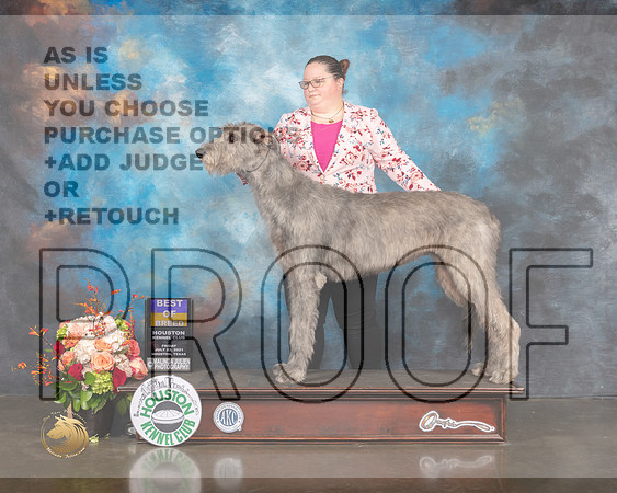 Irish Wolfhound #6 Fri BOB Judge Rosalind Kramer-MMJ_0108-HOUSTON21-HR3