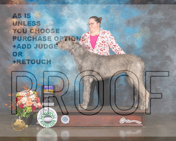 Irish Wolfhound #6 Fri BOB Judge Rosalind Kramer-MMJ_0109-HOUSTON21-HR3