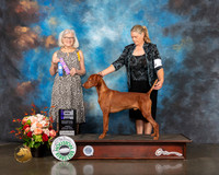 Vizsla #5 Fri WD Major Judge Molly Martin