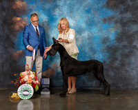 Great Dane #22 Fri RWB Judge David Haddock