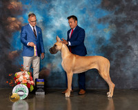 Great Dane #54 Fri BOB Judge David Haddock