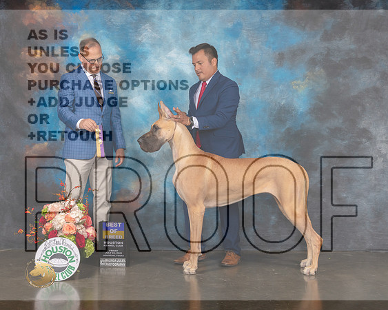 Great Dane #54 Fri BOB Judge David Haddock-MMJ_0153-HOUSTON21-HR3