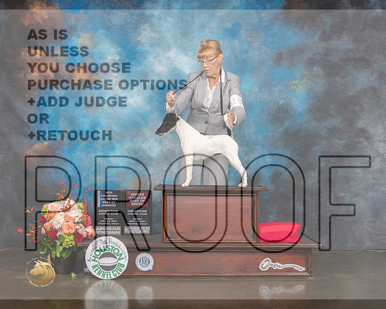 Smooth Fox Terrier #10 Fri WB BOW OHBOB NCH Judge Randy Garren-MMJ_0137-HOUSTON21-HR3