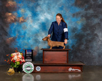 Wire Hair Dachshund #5 Fri WD BOW BOS Judge Raymond Filburn