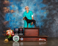 Manchester Terrier #14 Fri BOB BOBOH BW WB Major Judge Randy Garren