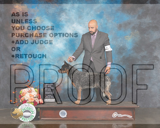 Australian Cattle Dog #11 Fri WD Major Judge Peggy Beisel-MMJ_0276-HOUSTON21-HR3