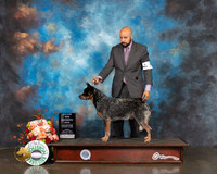 Australian Cattle Dog #11 Fri WD Major Judge Peggy Beisel
