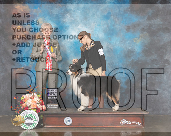Australian Shepherd #19 Thurs RWD Judge Sharon Newcomb-MMJ_0175-HOUSTON21-HR3