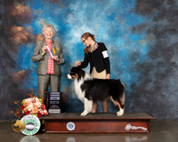 Australian Shepherd #19 Thurs RWD Judge Sharon Newcomb