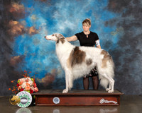 Borzoi #31 Thurs WD Major Judge Linda Scanlon R