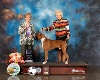 Boxer #41 Fri WD BOW NCH Major Judge Sherry Webster
