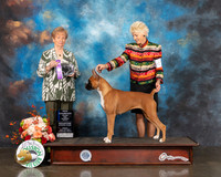 Boxer #52 Fri WB NCH Major Judge Sherry Webster