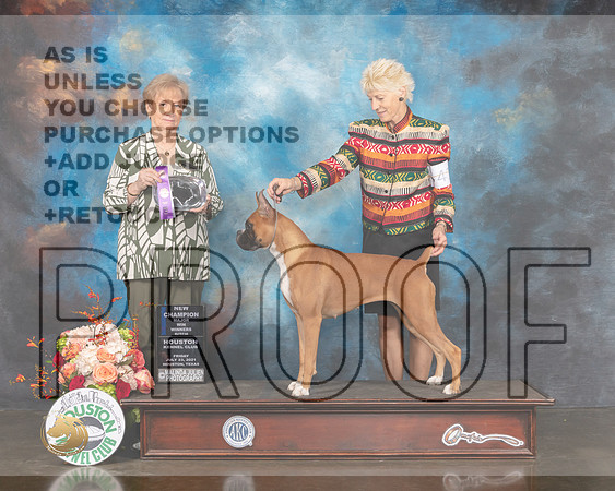 Boxer #52 Fri WB NCH Major Judge Sherry Webster-MMJ_0240-HOUSTON21-HR3