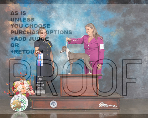 Italian Greyhound #12 Fri WB BOW Judge Evalyn Gregory-MMJ_0253-HOUSTON21-HR3