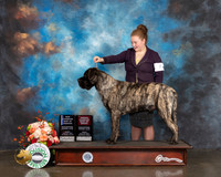 Mastiff #7 Fri WD BOW BOBOH NCH Judge David Haddock
