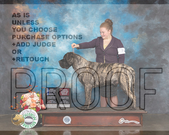 Mastiff #7 Fri WD BOW BOBOH NCH Judge David Haddock-MMJ_0187-HOUSTON21-HR3