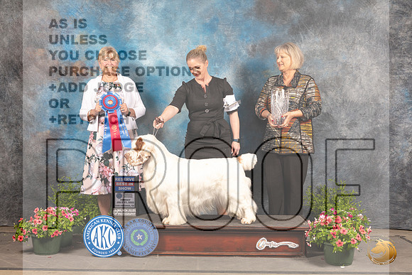Clumber Spaniel #7 Sun RBIS Judge Debra Thorngon_MJ_1753_SA_2022_HR3