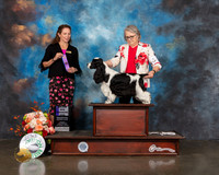 English Cocker Spaniel #11 Fri WD Judge Britt Jung
