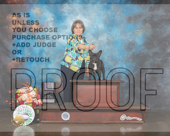 French Bulldog #8 Fri WB BOB BOW Judge Sharon Newcomb-MMJ_0339-HOUSTON21-HR3