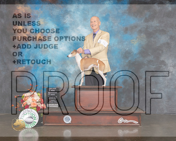 Italian Greyhound #5 Fri WD Major Judge Evalyn Gregory-MMJ_0325-HOUSTON21-HR3