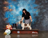 Petits Bassets Griffons Vendeens #15 Fri WD BOW Major Judge Rosalind Kramer