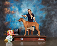 Rhodesian Ridgeback #16 Fri BOW Major Judge Rosalind Kramer