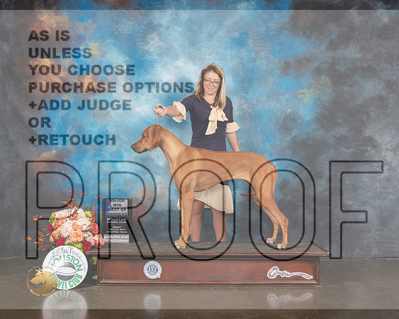 Rhodesian Ridgeback #16 Fri BOW Major Judge Rosalind Kramer-MMJ_0337-HOUSTON21-HR3