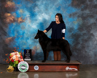 Belgian Sheepdog #15 Fri WD BOW Major Judge Peggy Beisel