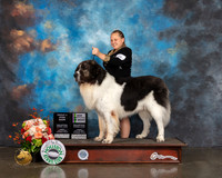 Pyrenean Mastiff #9 Fri Open G2 Judge Linda Scanlon
