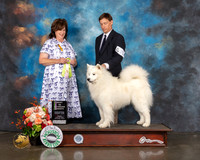 Samoyed #27 Fri BIVSweeps Judge Anita OBerg