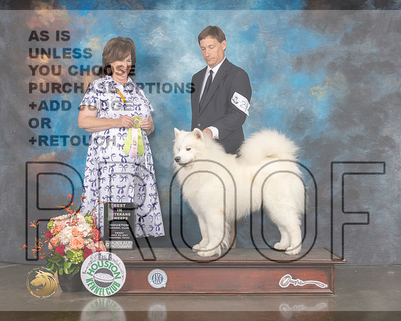 Samoyed #27 Fri BIVSweeps Judge Anita OBerg-MMJ_0397-HOUSTON21-HR3